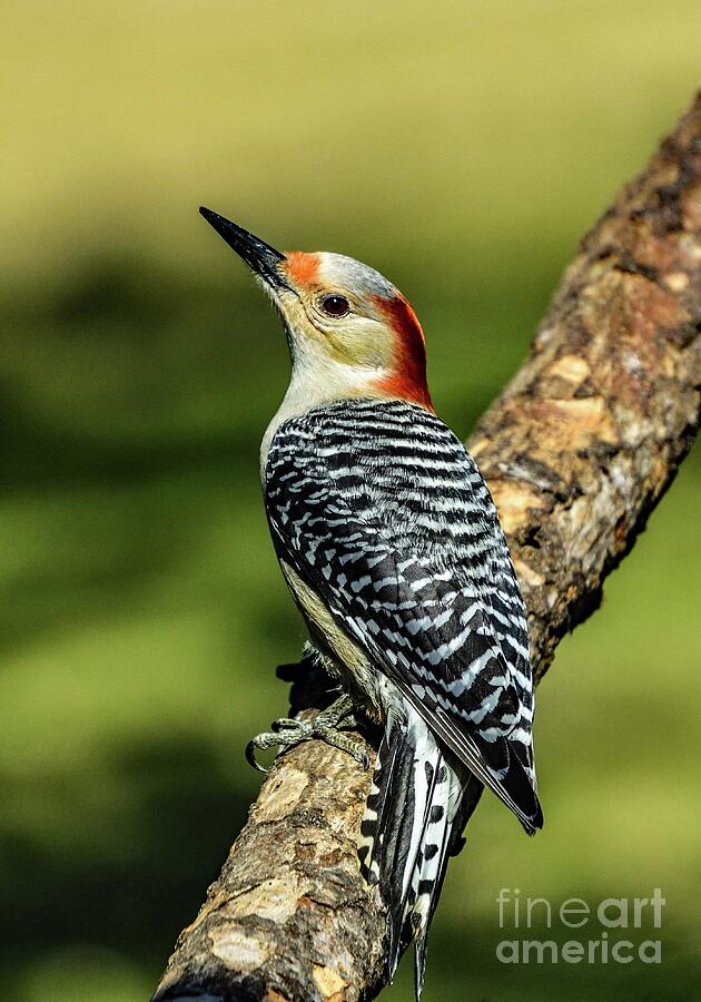 Female Red Bellied Woodpeckers Beauty Is Breathtaking Photograph By Cindy Treger Pixels 