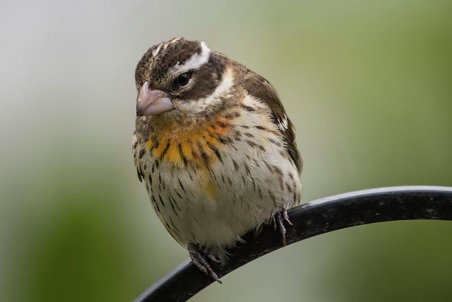 Female Red Breasted Grosbeak Photograph By Franklin Baker Fine Art   Female Red Breasted Grosbeak Franklin Baker 