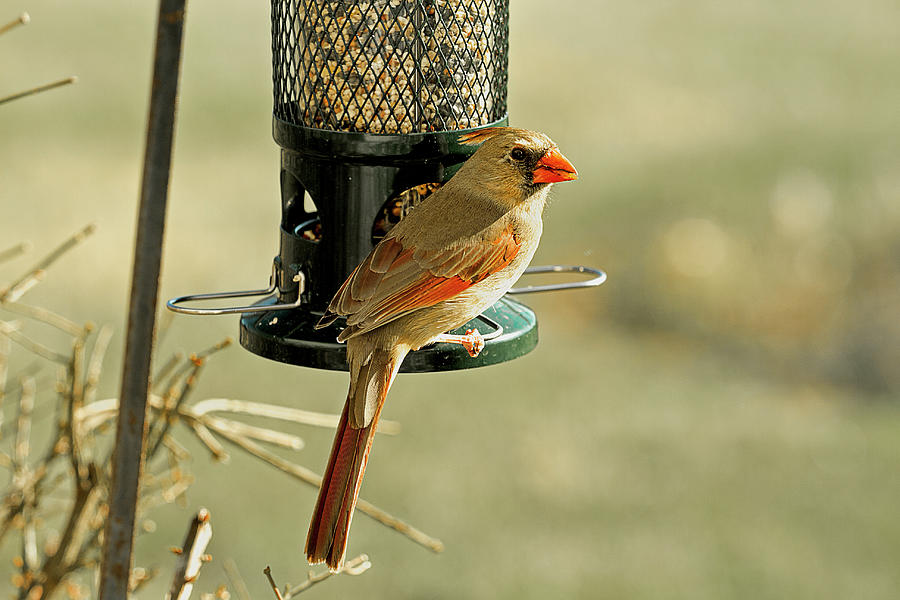 Female Red Cardinal at Feeder Photograph by Trudy Wilkerson