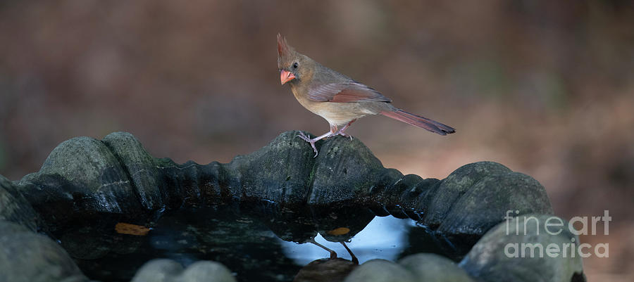 Female Red Cardinal - Bird Bath Photograph