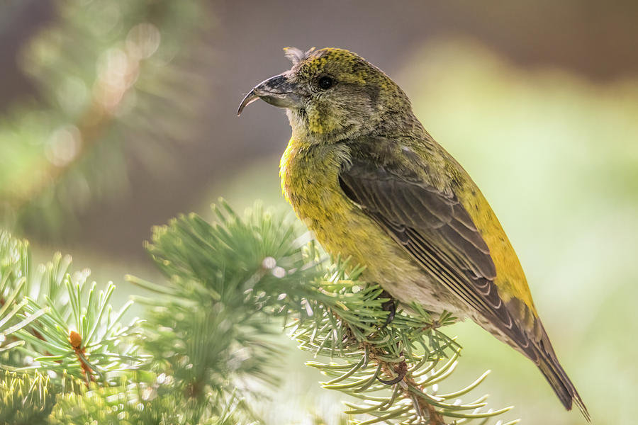 Female Red Crossbill Photograph