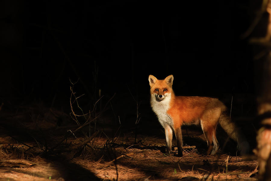 Female Red Fox Photograph by Brook Burling