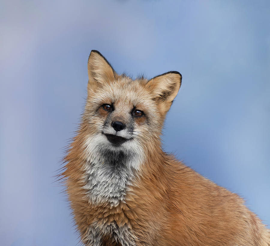 Female Red Fox Mike Scott 