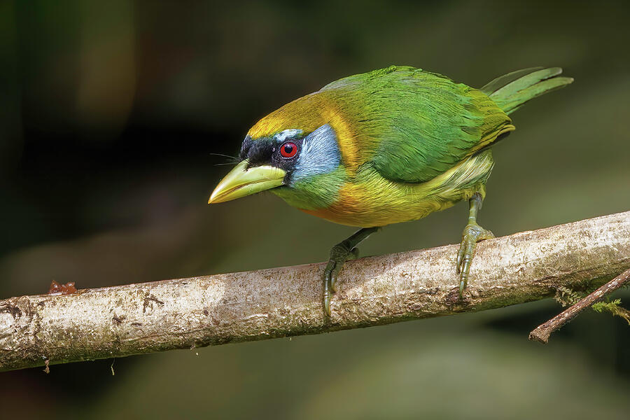 Female Red-headed Barbet Photograph by Adam Rainoff Female Red-headed Barbet Photograph by Adam Rainoff