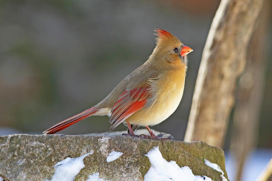 Female Red Northern Cardinal Winter Photograph