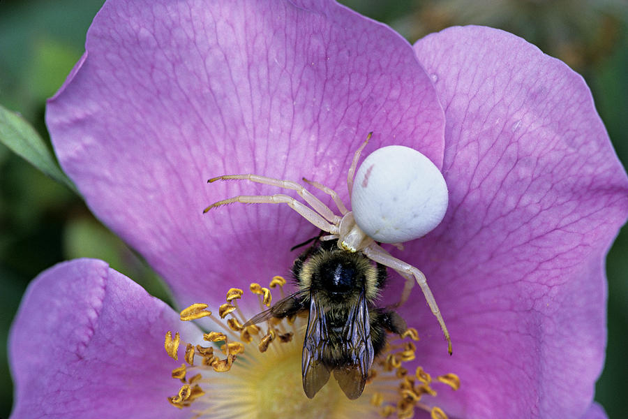 Female Red-spotted Crab Spider Feeding On Bumble Bee. Misumena Vatia, Olympic Np., Wa Photograph by Ed Reschke