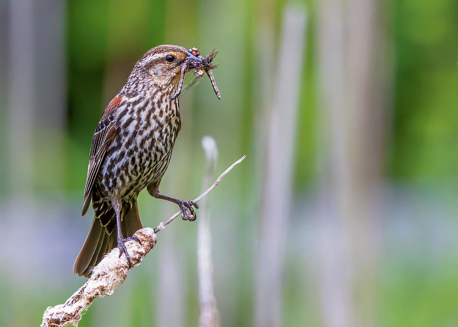 Nature Photograph - Female Red Wing Blackbird - Dragonfly Hunter by Susan Rissi Tregoning