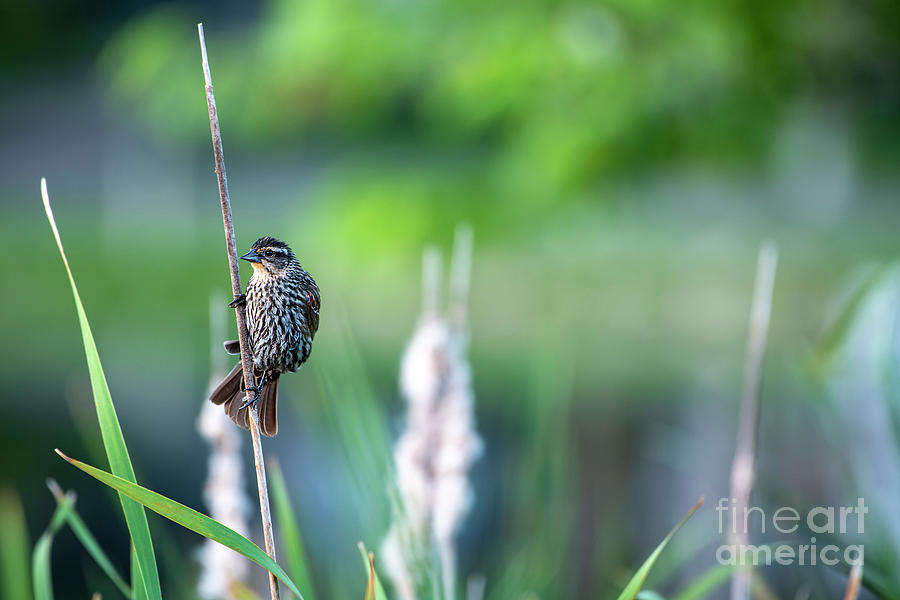 Female Red-Winged Blackbird Photograph by David Arment