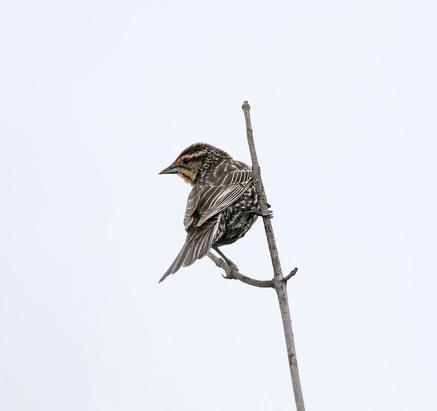 Female Red Winged Blackbird On Branch Photograph by Dan Sproul