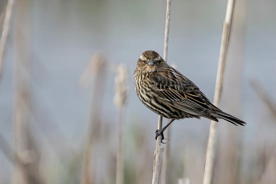 Female Red Winged Blackbird Perched at William Finley NWR Photograph by Belinda Greb