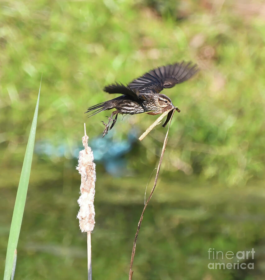 Nature Photograph - Female Red-winged Blackbird with Nesting Material by Kerri Farley
