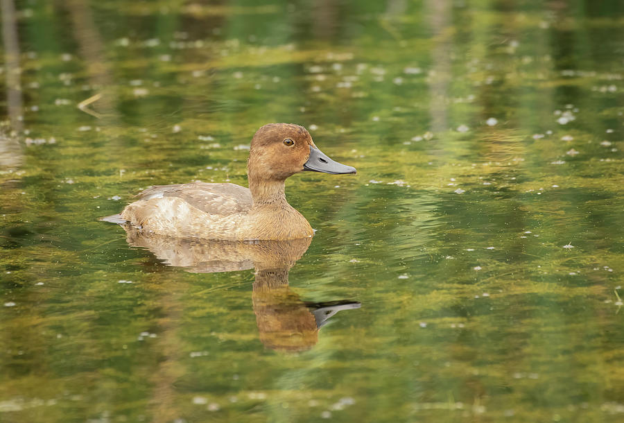 Female Redheaded Duck 2016 Photograph by Thomas Young