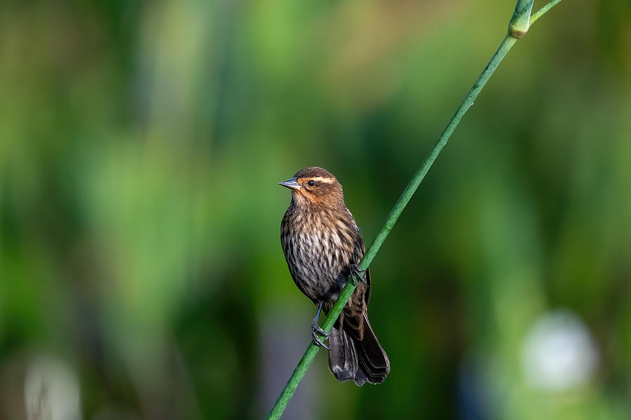 Female Redwing Blackbird Photograph by Susie Rivers - Fine Art America