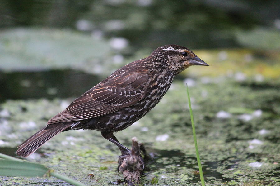 Red-winged Blackbird Photograph - Female Redwing by Callen Harty Red-winged Blackbird Photograph - Female Redwing by Callen Harty