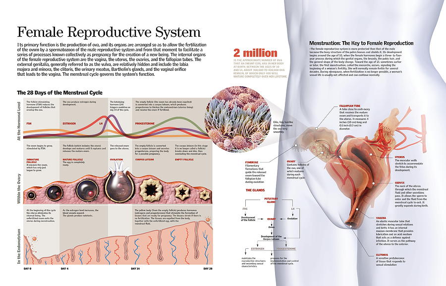 Female Reproductive System Digital Art by Album