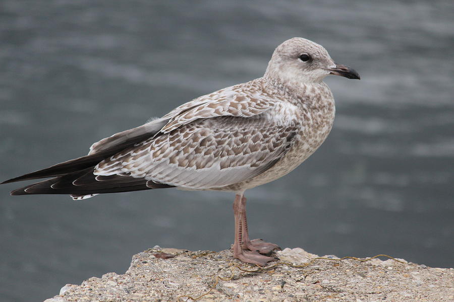 Ring-billed Gull Photograph - Female Ring-billed Gull by Callen Harty Ring-billed Gull Photograph - Female Ring-billed Gull by Callen Harty