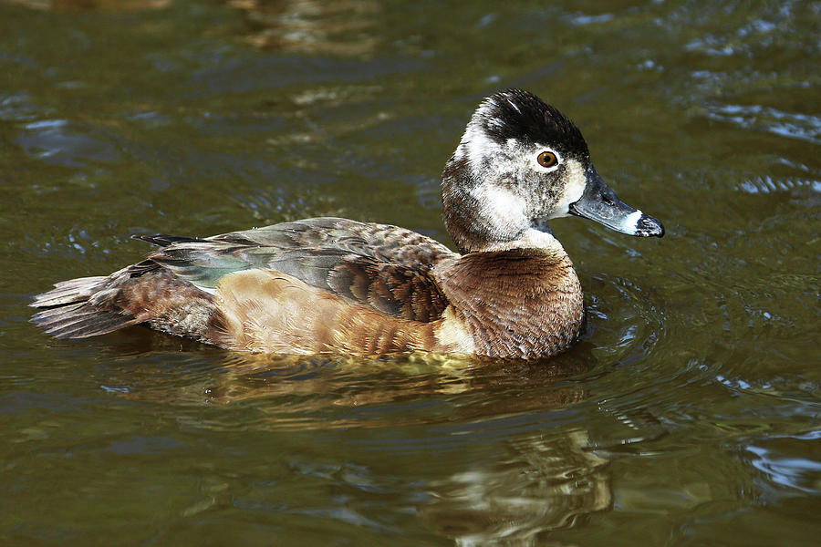 Female Ring Neck Duck Photograph by Michael Peak - Fine Art America