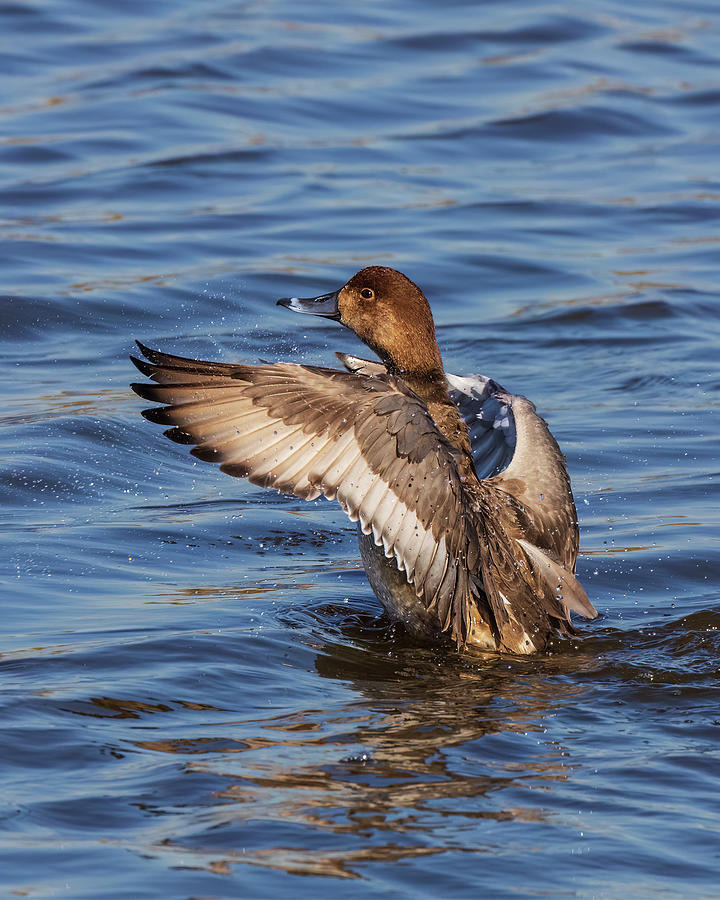 Female Ring-necked duck flapping its wings Photograph by Steve Samples ...