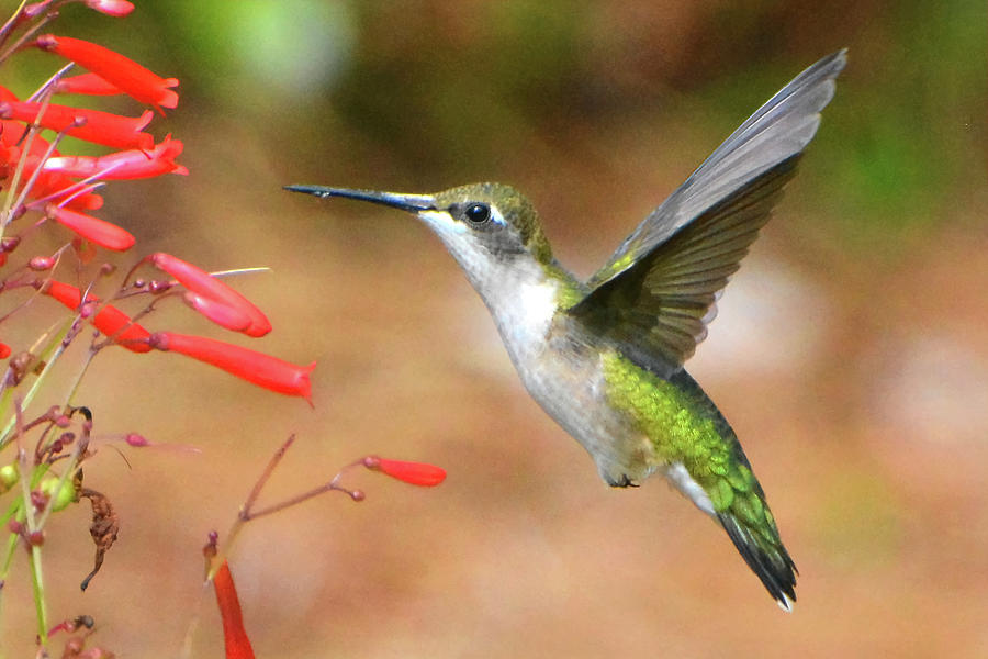 Female Ruby-throated Hummingbird #2 Photograph by Jerry Griffin
