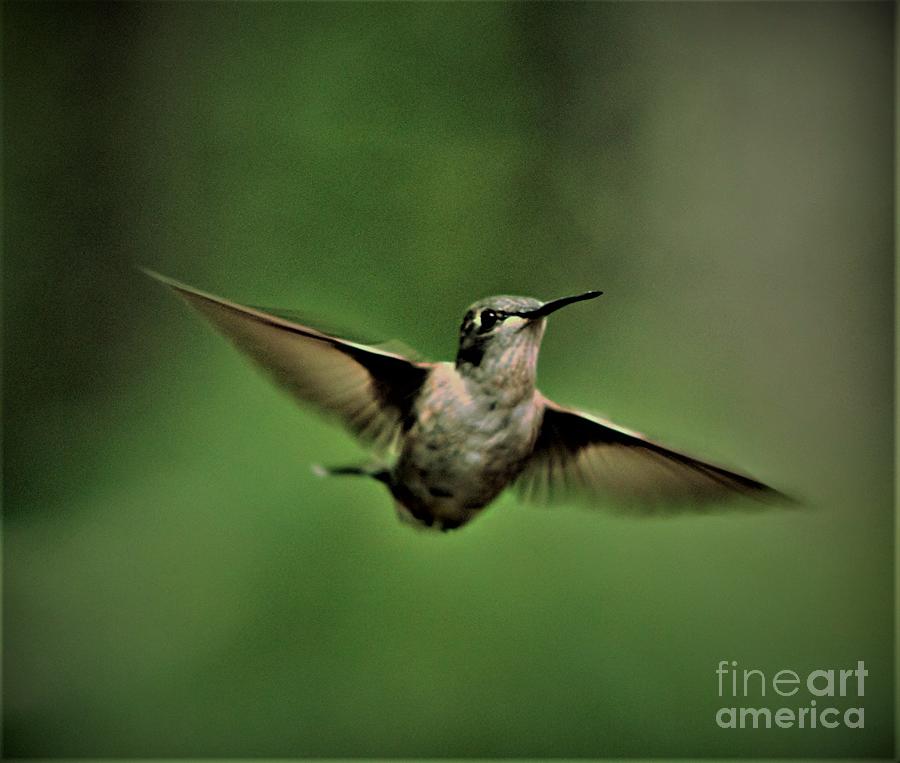 Female Ruby Throated Hummingbird Photograph by Charlene Adler