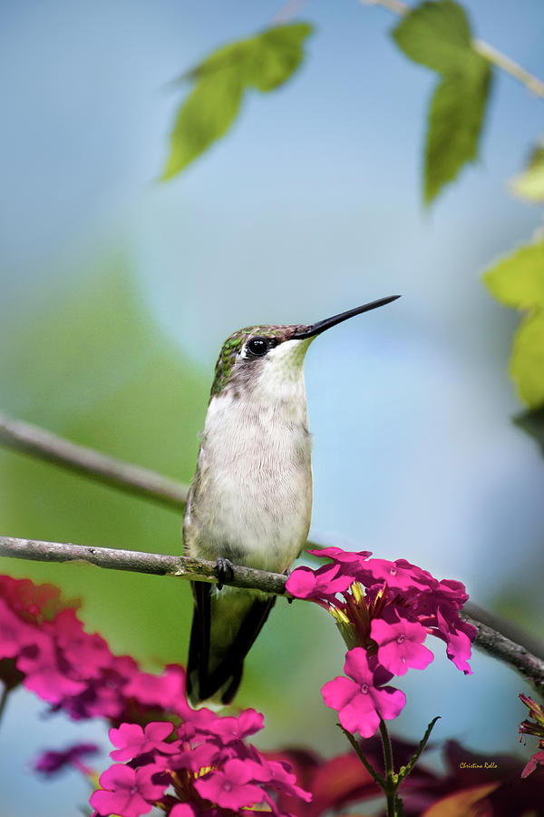 Female Ruby Throated Hummingbird Photograph by Christina Rollo