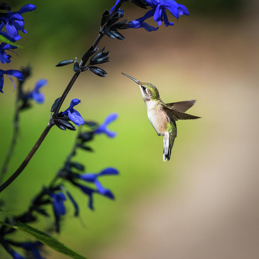 Female Ruby-Throated Hummingbird Feeding IV Photograph by Simmie Reagor