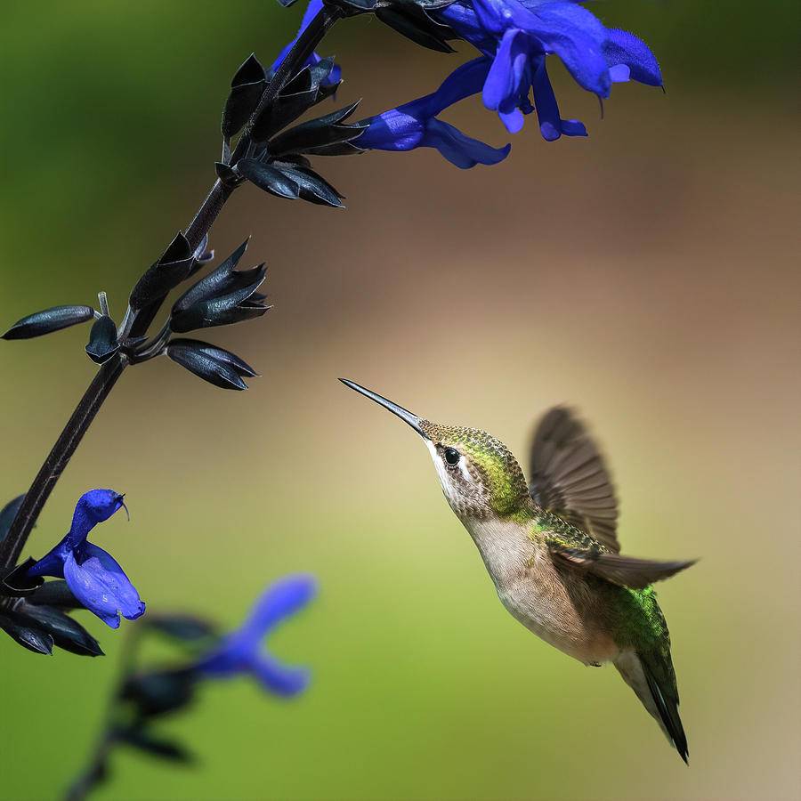 Female Ruby-Throated Hummingbird Feeding V Photograph by Simmie Reagor