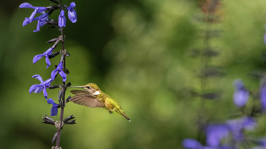 Female Ruby-Throated Hummingbird Feeding VI Photograph by Simmie Reagor