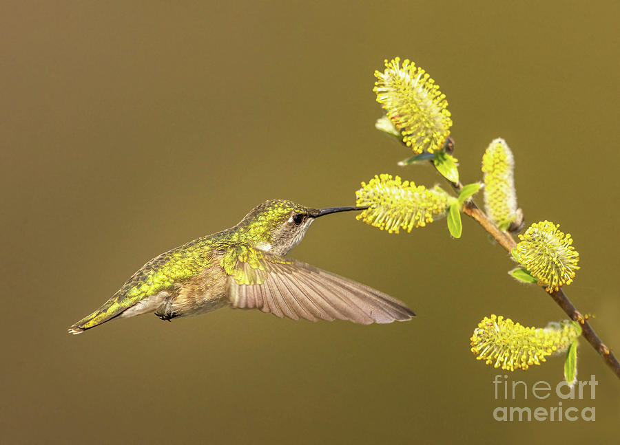 Female Ruby Throated Hummingbird Photograph by Todd Bielby Fine Art