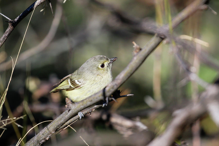 Female Rudy Crowned Kinglet 2 Photograph by Dawn Richards