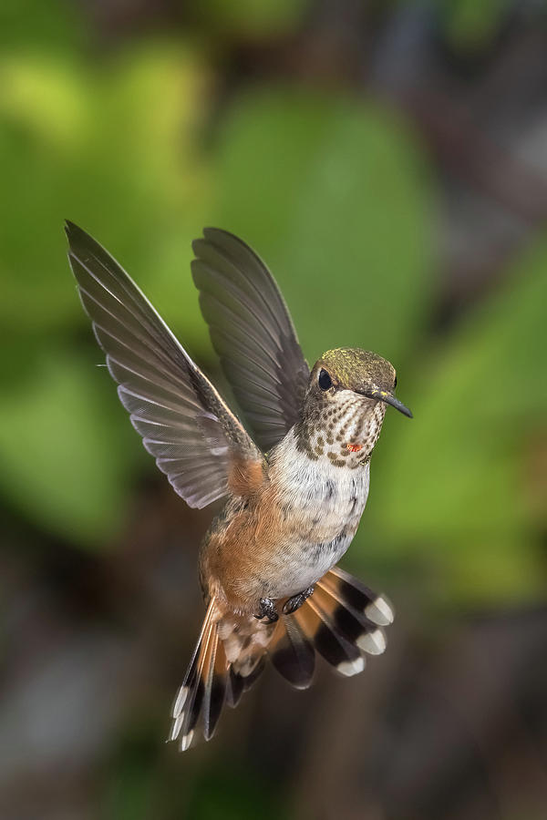 Female Rufous Hummingbird  Photograph by James Capo