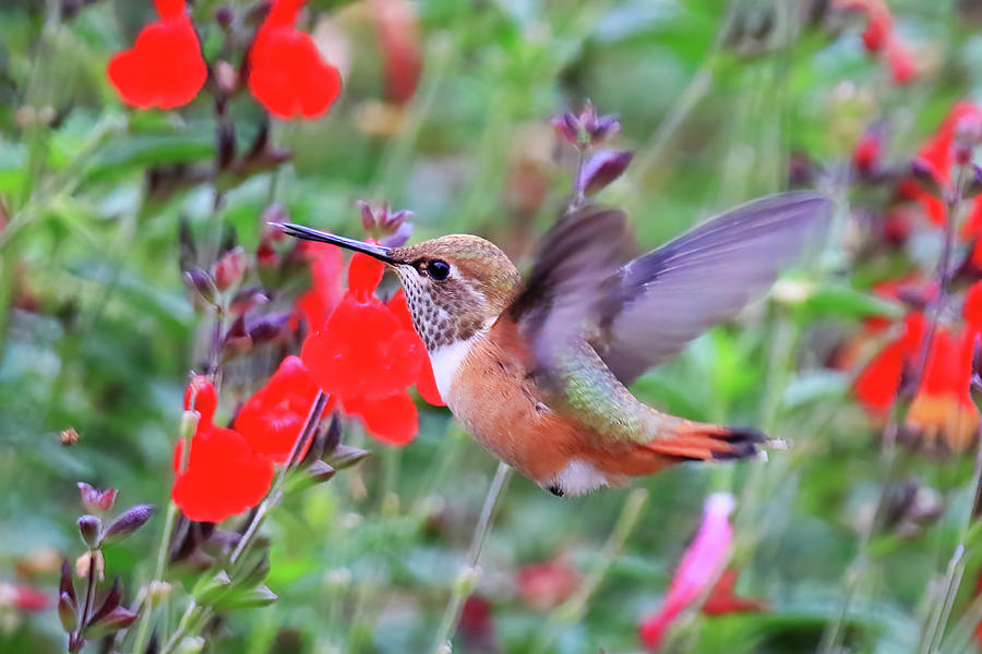 Female Rufous Hummingbird Photograph by Shixing Wen
