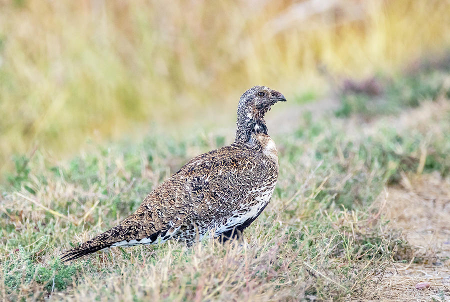 Female Sage Grouse by Michael Chatt Female Sage Grouse by Michael Chatt