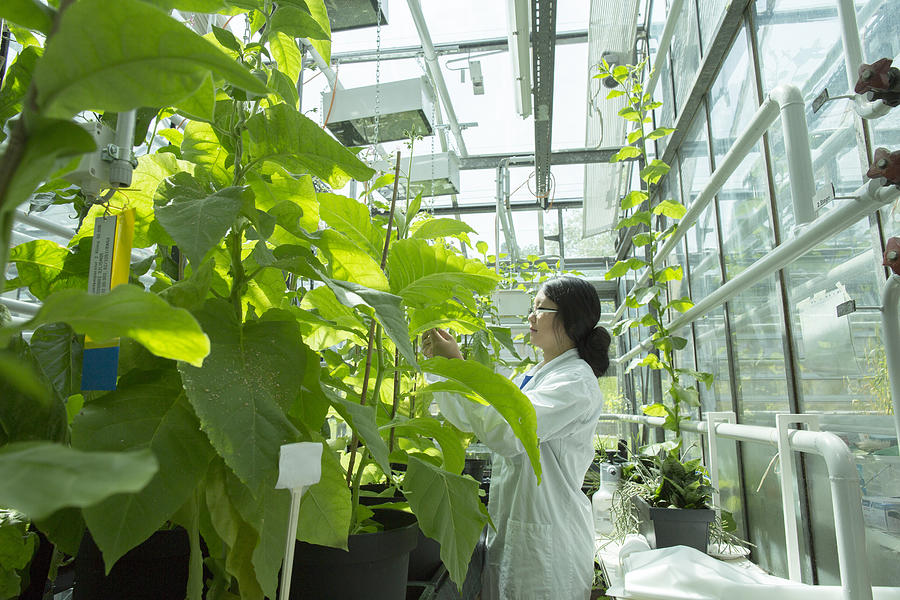Female scientist testing plant sample in greenhouse lab Photograph by Sigrid Gombert