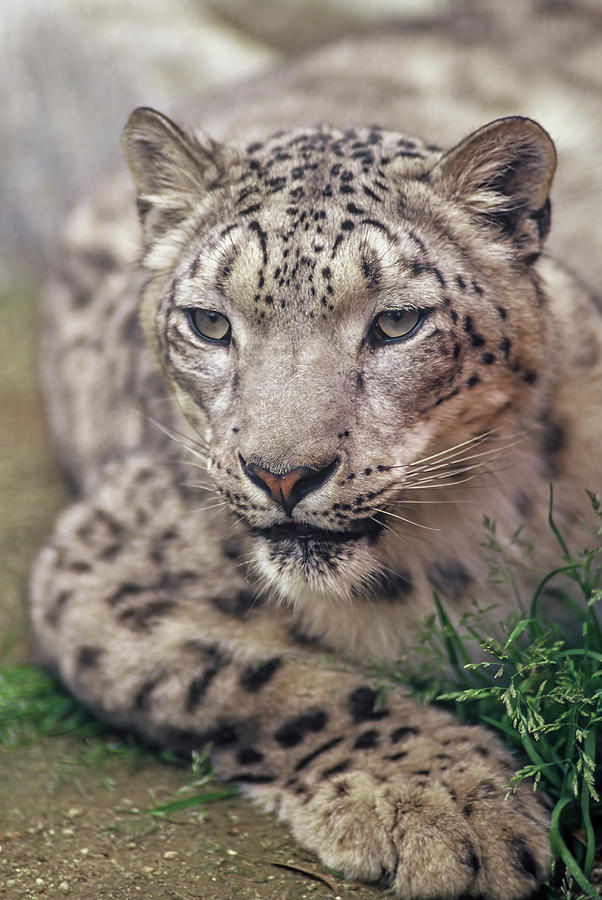 Female Snow Leopard Photograph by MaryJane Sesto