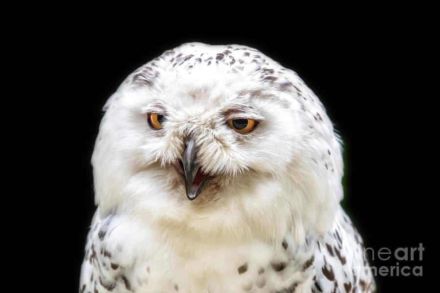 Female snowy owl, Bubo scandiacus, close-up front view Photograph by Jane Rix