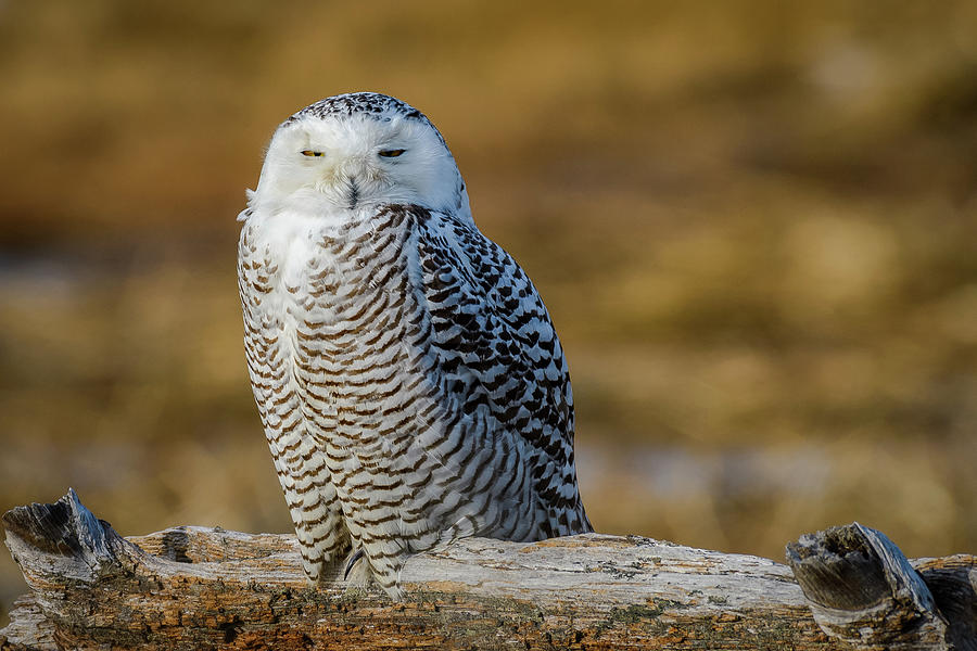 Female Snowy Owl Photograph by Michael Hubley