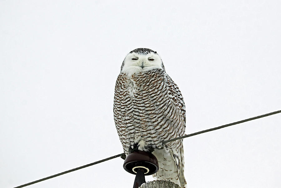 Female Snowy Owl On Watch Photograph by Debbie Oppermann