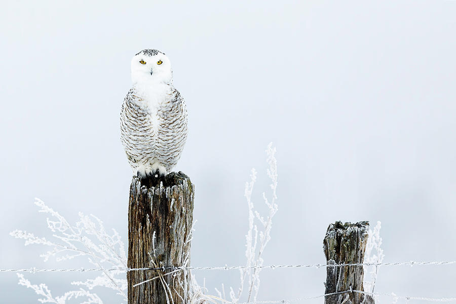 Female Snowy Owl Posing Photograph by Mark Harrington