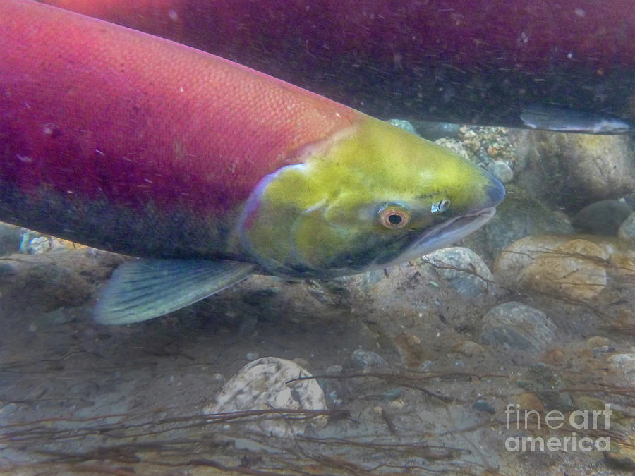Fish Photograph - Female Sockeye #1 by Nancy Gleason