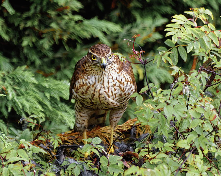 Female Sparrowhawk Photograph