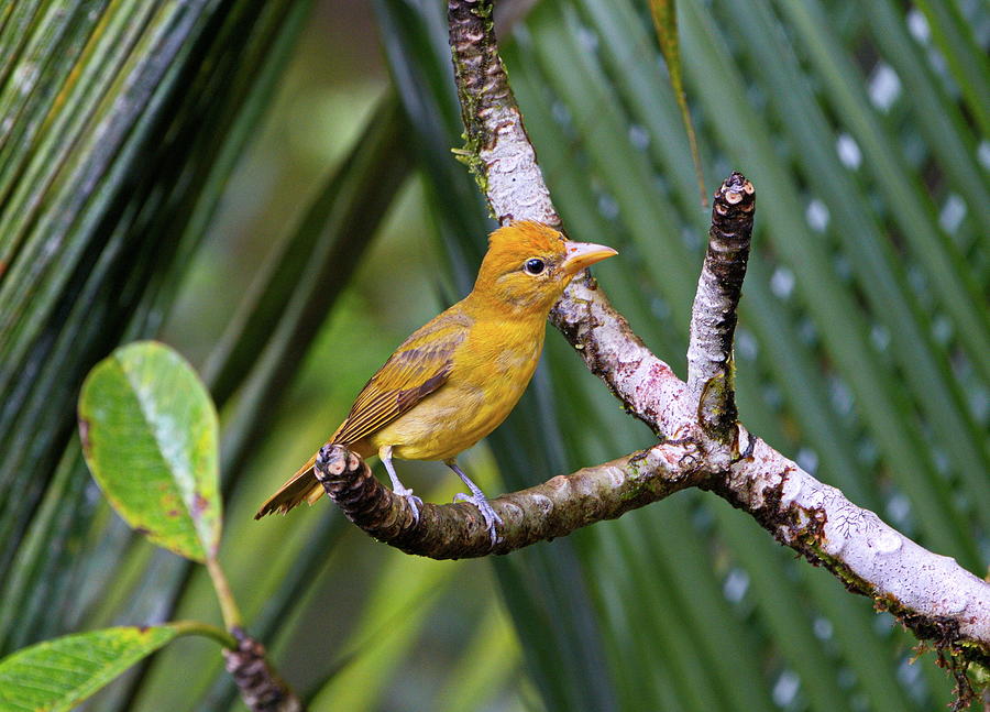 Female Summer Tanager Photograph by Michael Lilley - Fine Art America