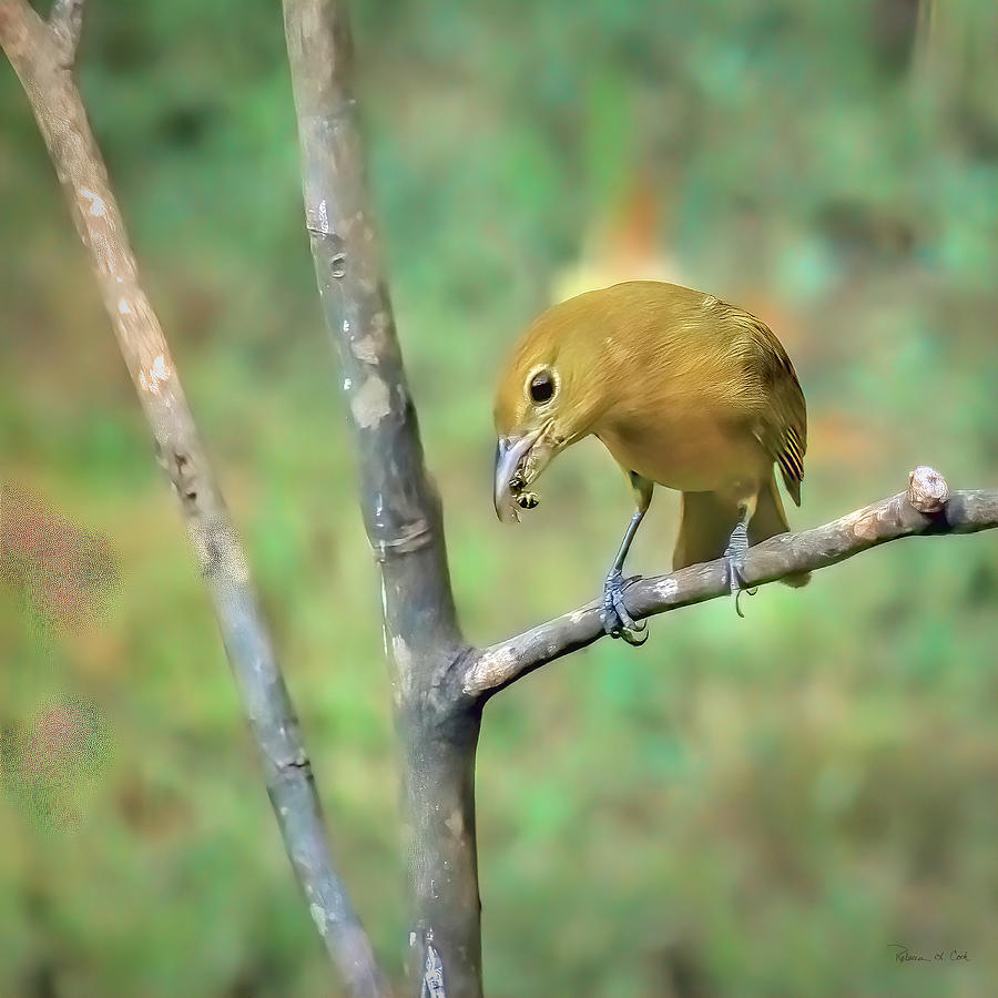 Female Summer Tanager With Yellow Jacket Photograph by Bellesouth Studio