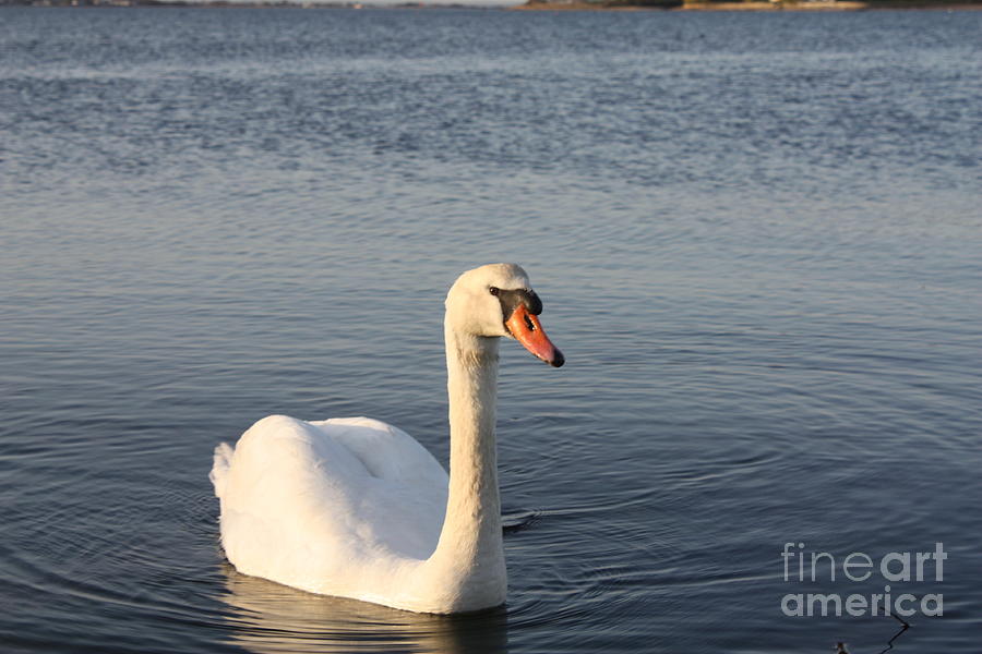 Female Swan Out For A Swim Photograph by Barbra Telfer