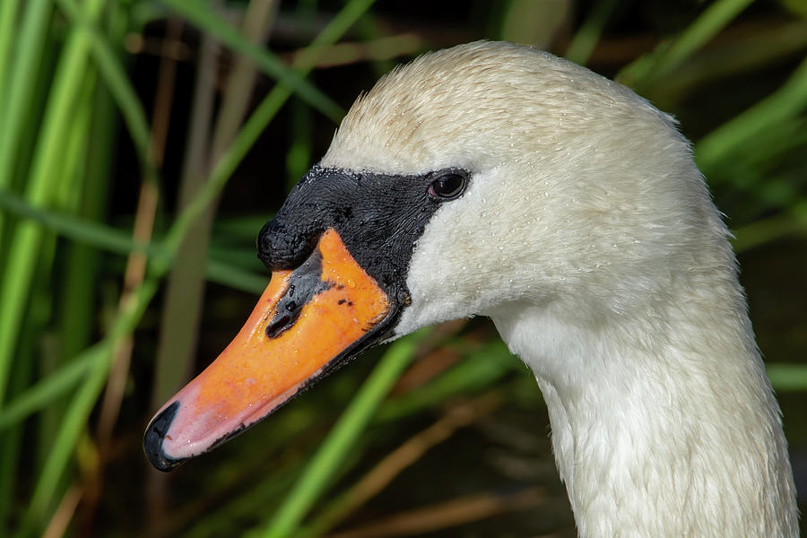 Female swan Photograph by Steev Stamford