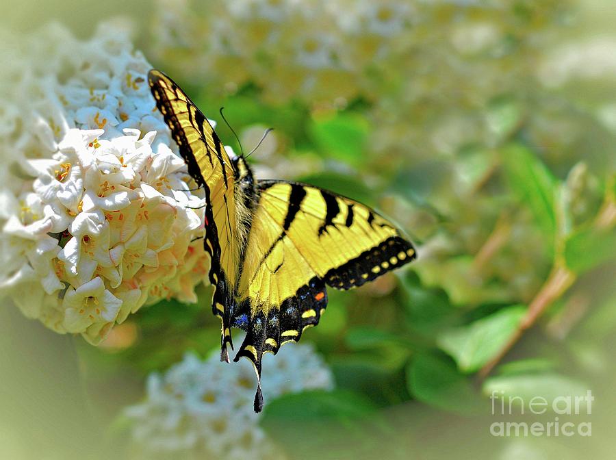  Female Tiger Swallowtail Buttery  Photograph by Elaine Manley