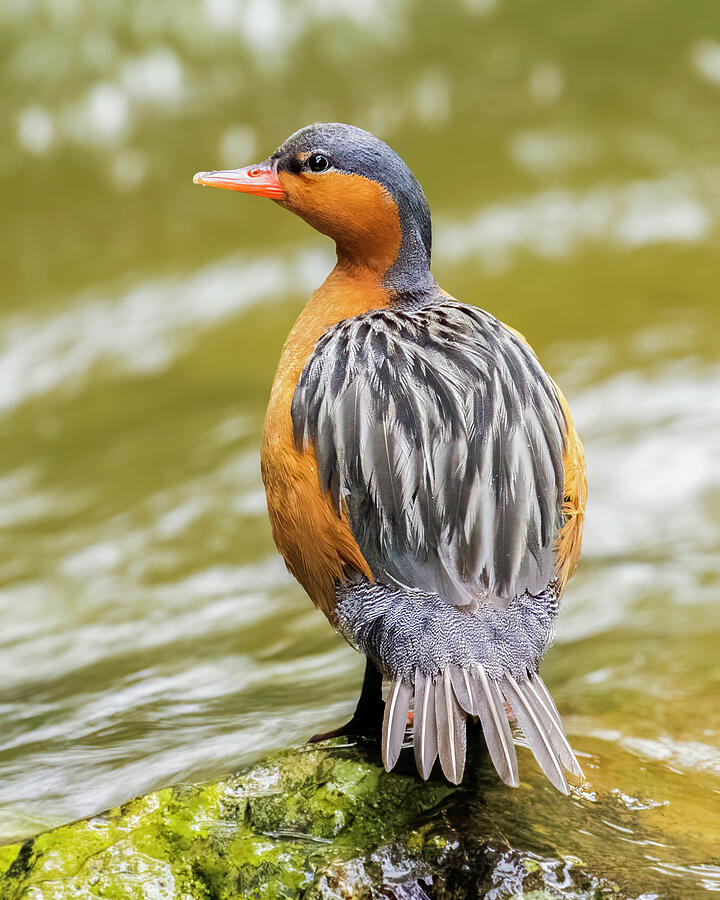 Female Torrent Duck Photograph by Adam Rainoff Female Torrent Duck Photograph by Adam Rainoff