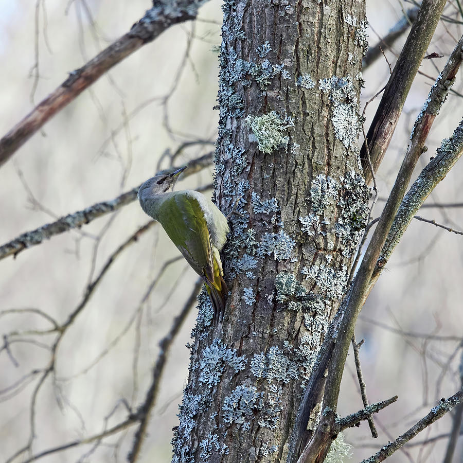 Female touch. Grey-headed woodpecker Photograph by Jouko Lehto