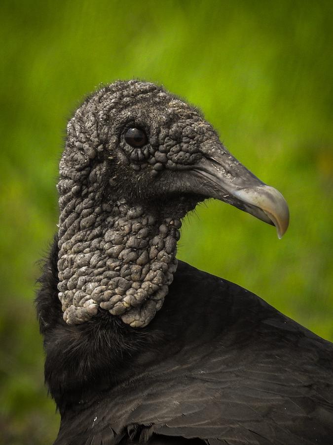 Female turkey vulture Photograph by Don Barnett - Fine Art America