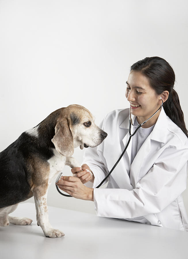 Female vet examining dog Photograph by Nora Tejada